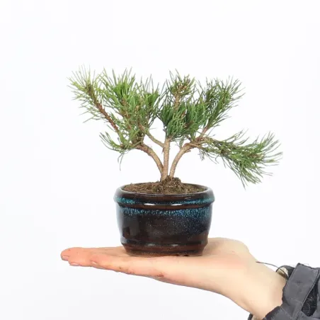 Mugo Bonsai Pine PM-1-1