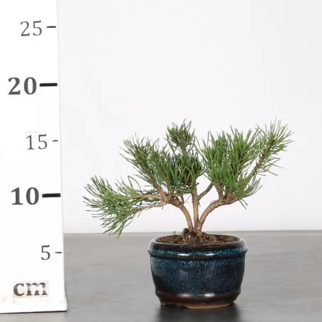 image supplémentaire - BONSAI PINUS MUGO 1-1