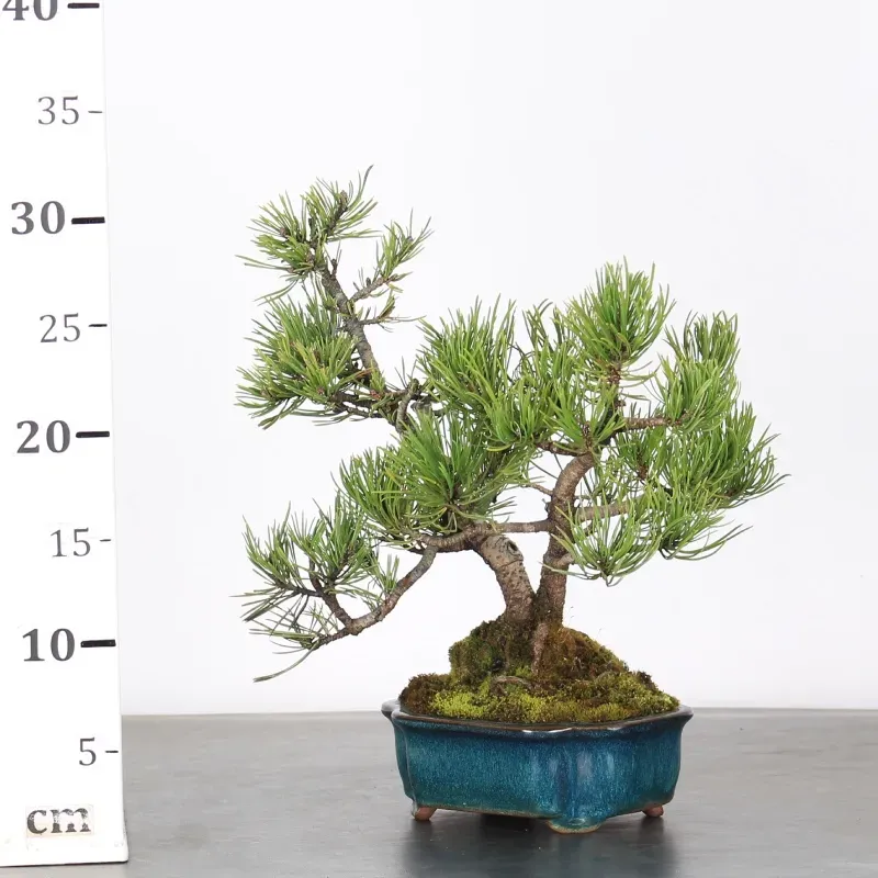 image supplémentaire - BONSAI PINUS MUGO 1-3