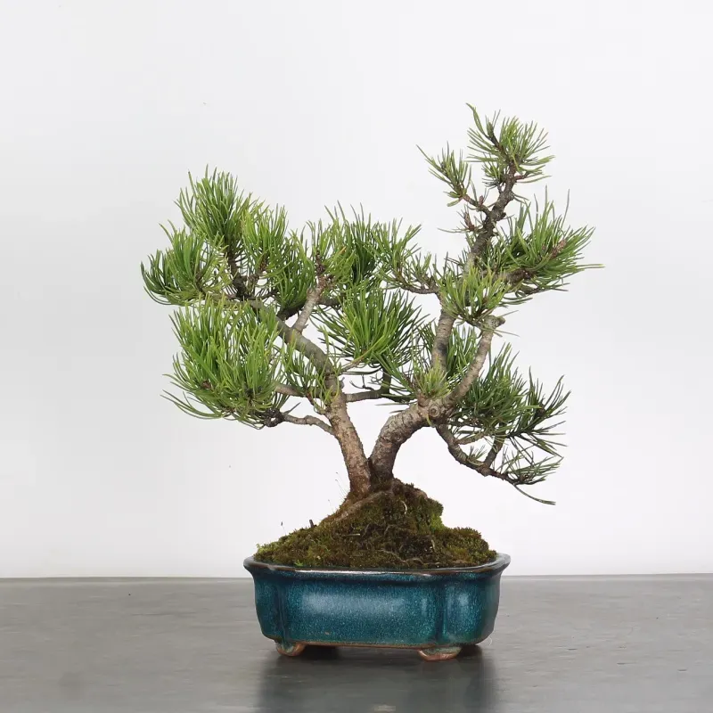 Pin mugo bonsai PM-1-3