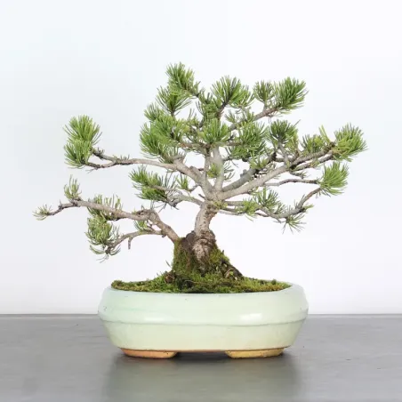 Pin mugo bonsai PM-1-4