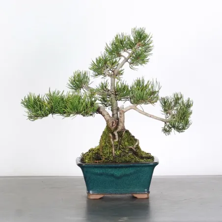 Pin mugo bonsai PM-1-5