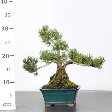 image supplémentaire - BONSAI PINUS MUGO 1-5