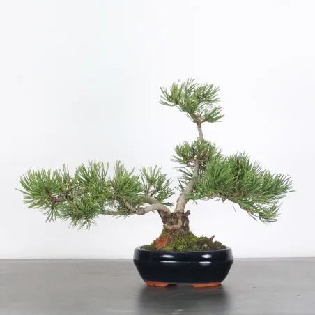 Pin mugo bonsai PM-1-6