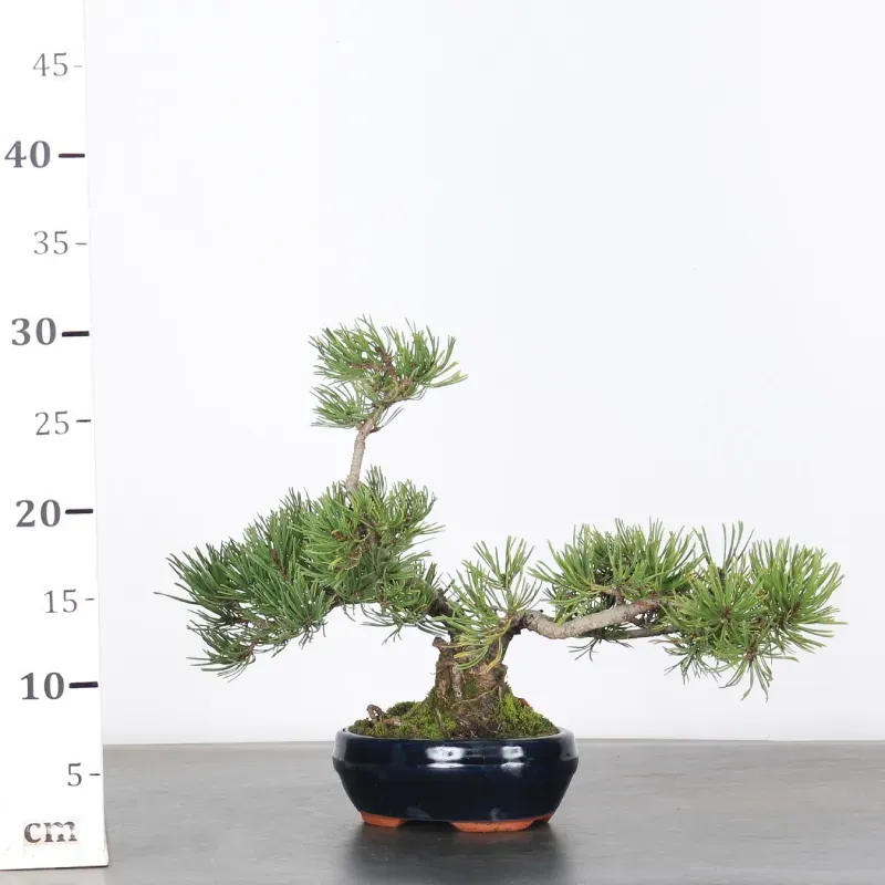 image supplémentaire - BONSAI PINUS MUGO 1-6