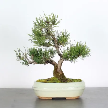 Pin mugo bonsai PM-1-8