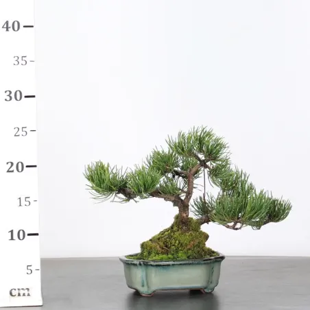 image supplémentaire - BONSAI PINUS MUGO 1-9