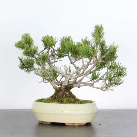 Pin mugo bonsai PM-1-10