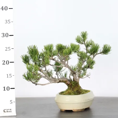 image supplémentaire - BONSAI PINUS MUGO 1-10