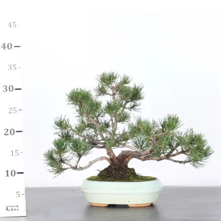 image supplémentaire - BONSAI PINUS MUGO 1-11