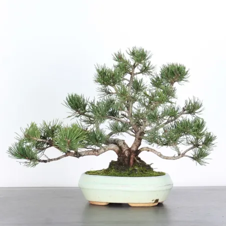 Pin mugo bonsai PM-1-11