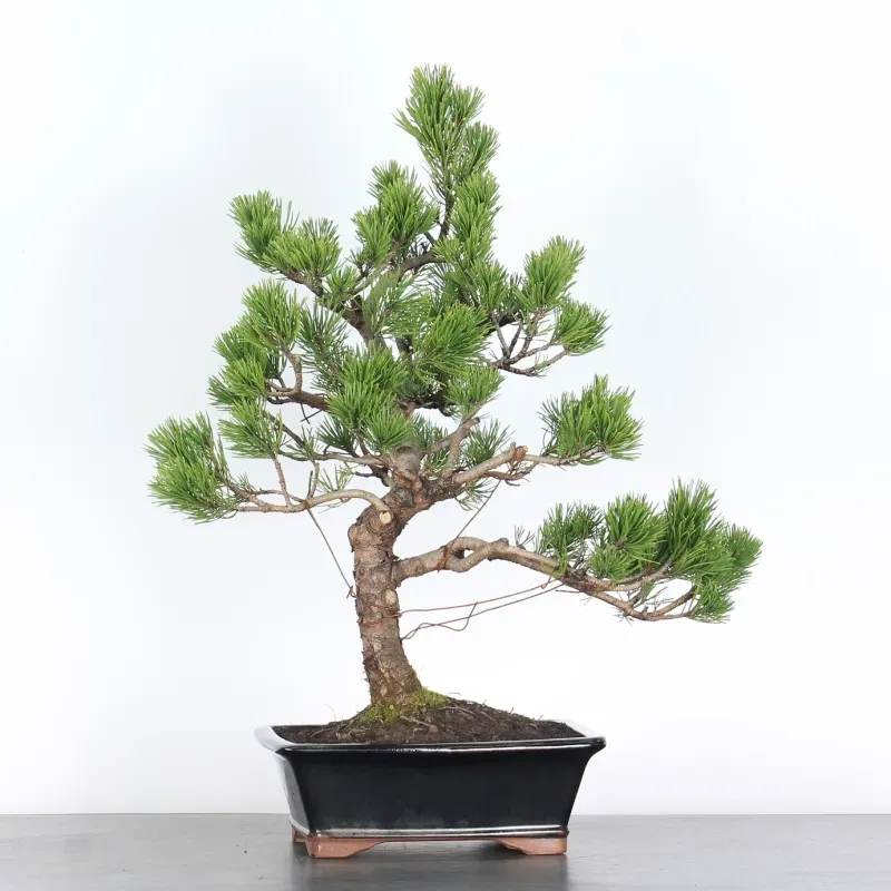 BONSAI PINUS MUGO 1-16