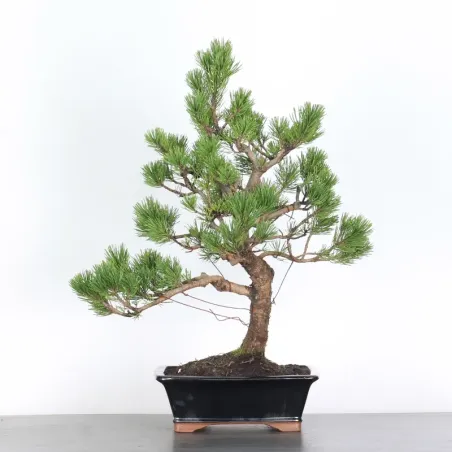 image supplémentaire - BONSAI PINUS MUGO 1-16