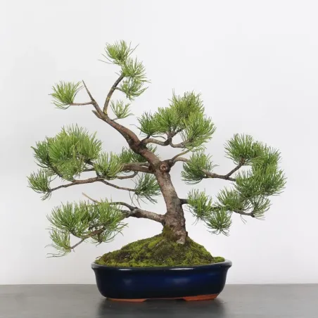 BONSAI PINUS MUGO 1-18