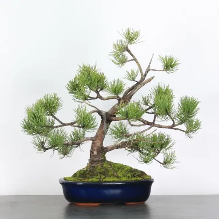 image supplémentaire - BONSAI PINUS MUGO 1-18