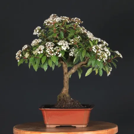 LAURIER TIN "VIBURNUM TINUS" 1-1