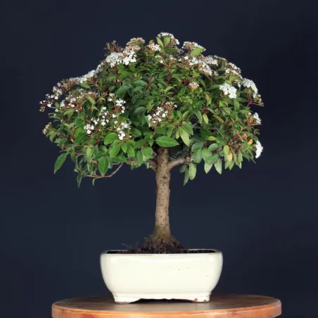 LAURIER TIN "VIBURNUM TINUS" 1-2