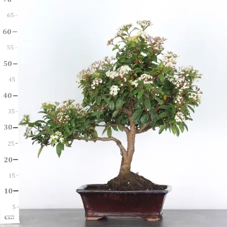 image supplémentaire - LAURIER TIN "VIBURNUM...