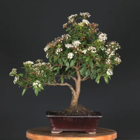 LAURIER TIN "VIBURNUM TINUS" 1-3