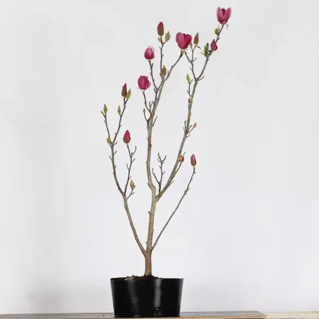 Bonsai Magnolia