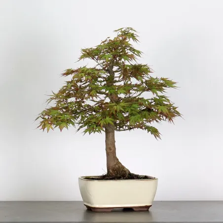 image supplémentaire - ACER PALMATUM AP 2-2