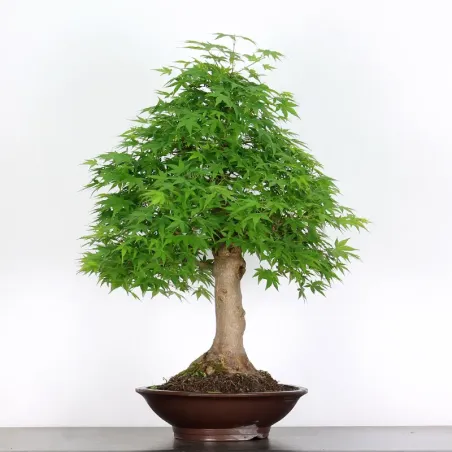 Palmatum Maple Bonsai AP-3-1
