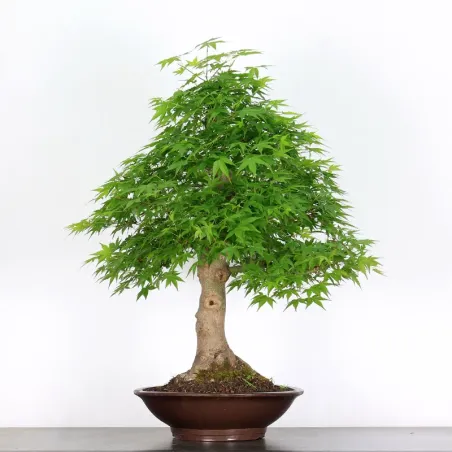 image supplémentaire - ACER PALMATUM AP-3-1