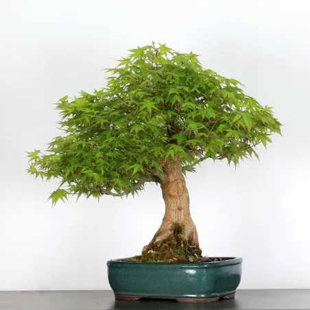 image supplémentaire - ACER PALMATUM AP-3-4