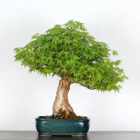Bonsai Acer Palmatum AP-3-4