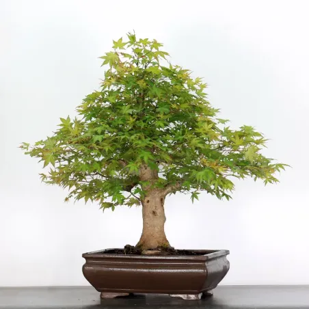 image supplémentaire - ACER PALMATUM 5-7