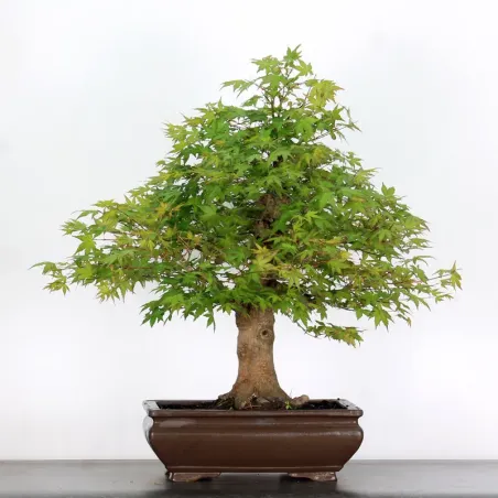 ACER PALMATUM 5-7