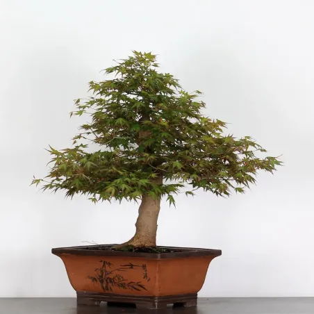 image supplémentaire - ACER PALMATUM AP-4-7