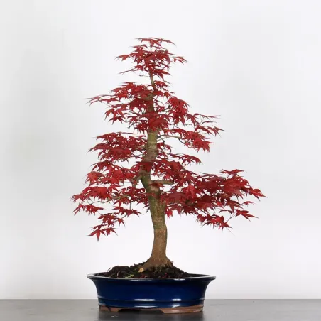ACER DESHOJO 1-17