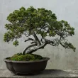 Bonsai