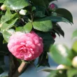 Japanese camellia