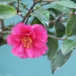 Autumn Camellia