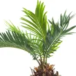 Saw palmetto