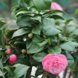 Camellia