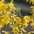 Forsythia