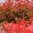 Nandina