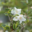 Winter Camellias