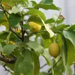 Lemon tree