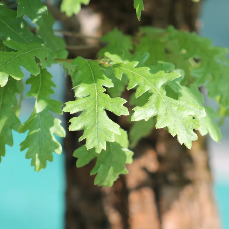 Cerris Oak