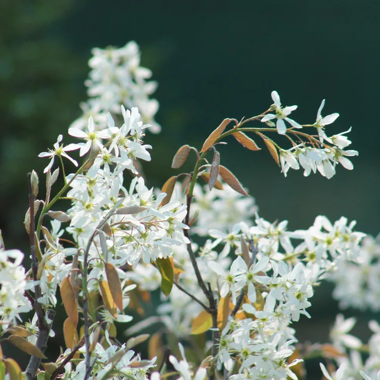 Serviceberry