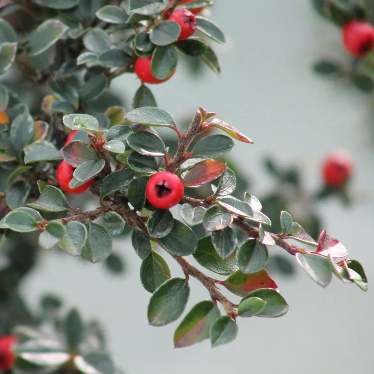 Cotonéaster