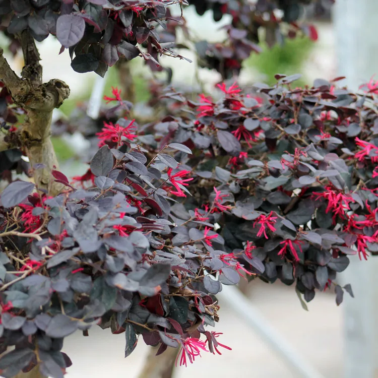 Loropetalum