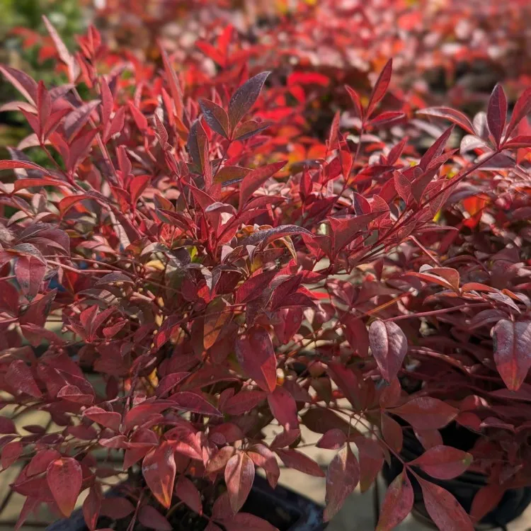 Nandina Sacred Bamboo