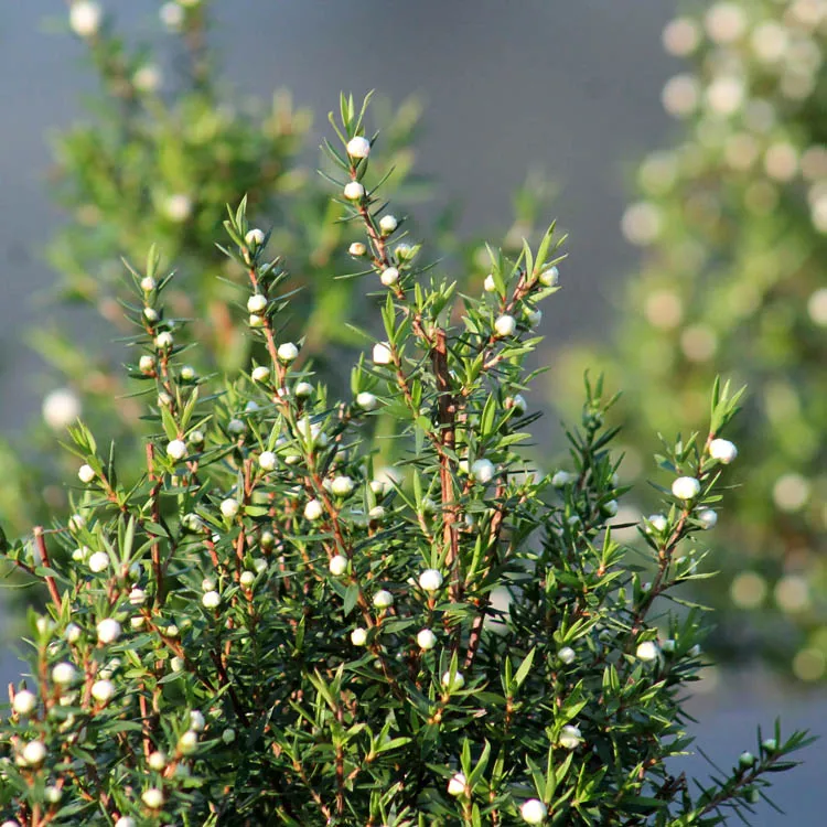 Tea tree