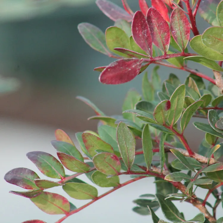 Pistachio mastic tree