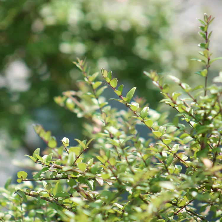 Dwarf honeysuckle